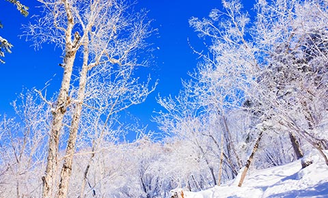 跟团游雪国王者—梦幻冰雪王国6日哈尔滨 雪乡 亚布力6日游