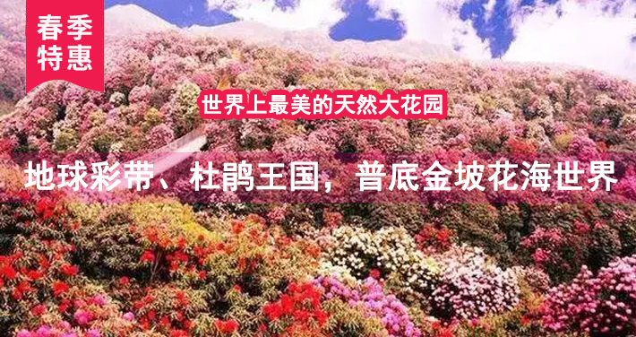 世界花海百里杜鹃百里杜鹃风景区一日游【地球彩带、杜鹃王国，普