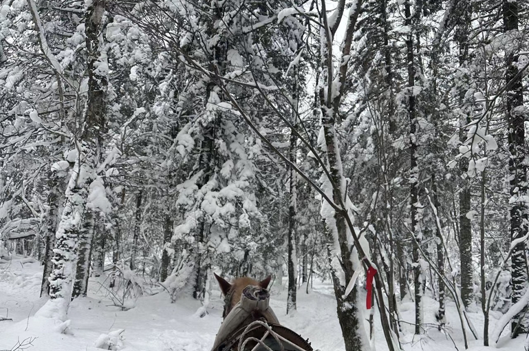 滑雪.滑雪亲子营哈尔滨6天5晚丨亲子主题住宿+多种特色美食+