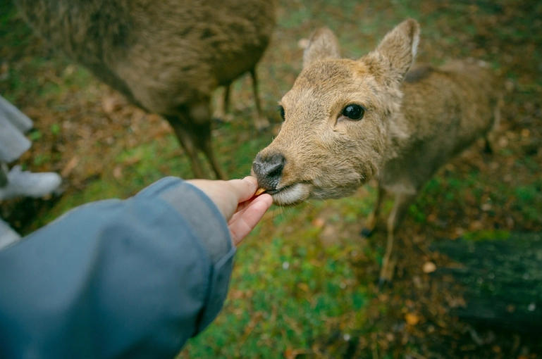 昆明+普洱+西双版纳6日5晚跟团游